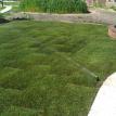 Blue Grass sod and irrigation 