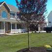 Complete front with sod, trees, plants and mulch